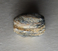 Slonovinový korálek 2) , Pleistocén